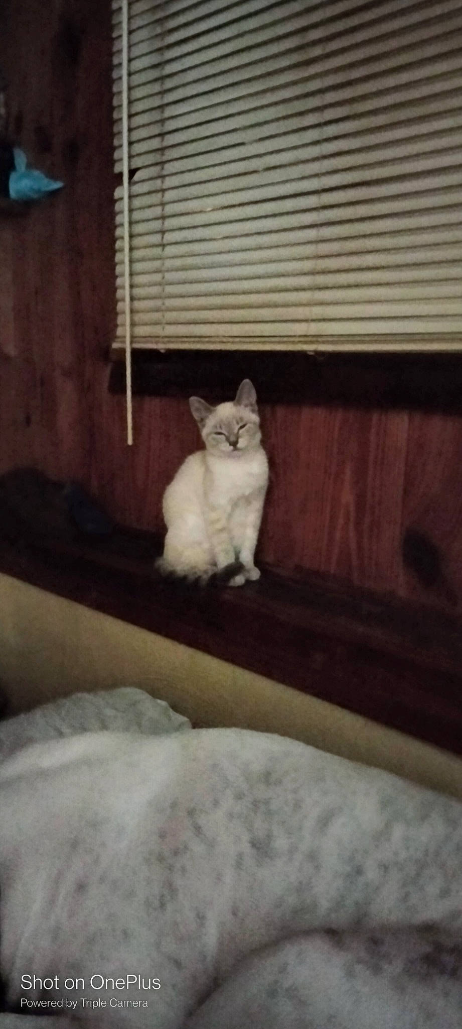 Alli joined the competition — help win amazing prizes! carnivore, cat, comfort, domestic_short_haired_cat, fawn, felidae, floor, fur, grey, hardwood, paw, room, small_to_medium_sized_cats, snout, snow, tail, tints_and_shades, whiskers, window, wood