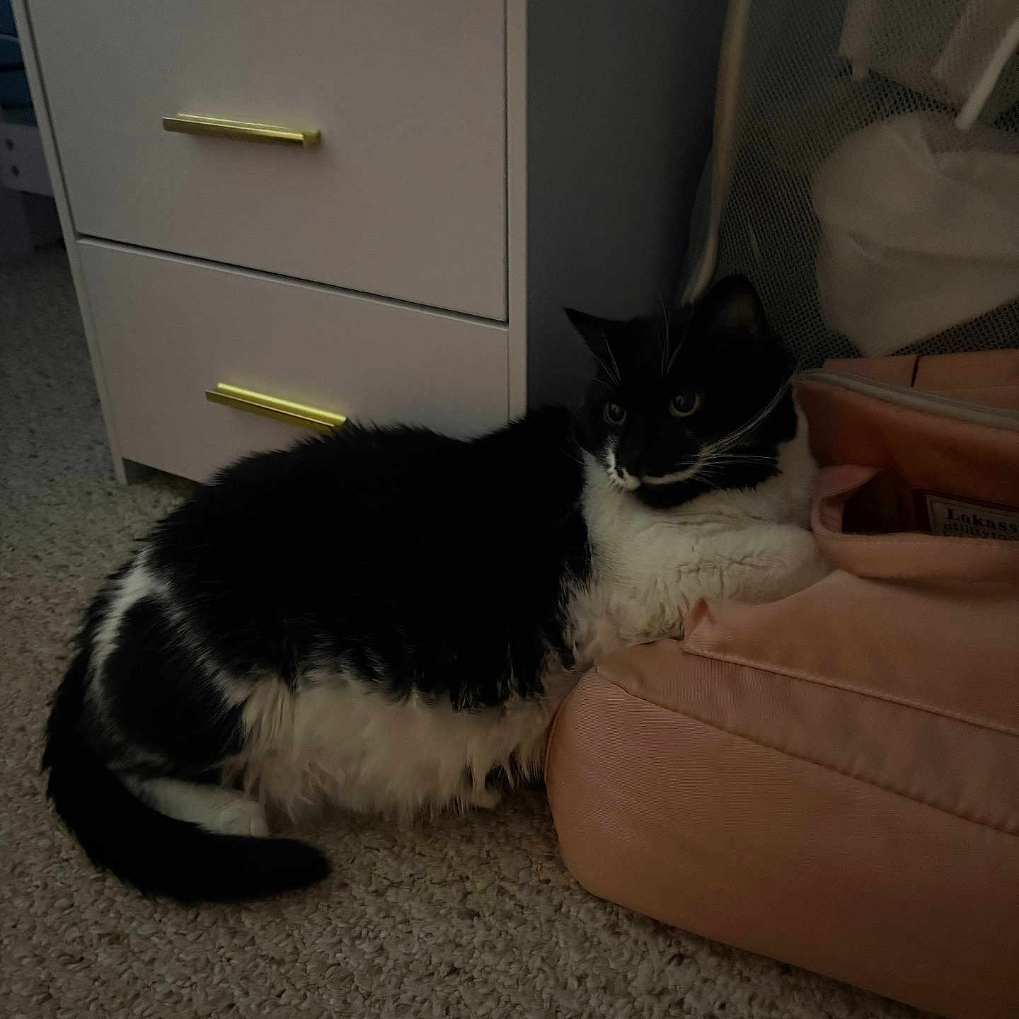Oreo joined the competition — help win amazing prizes! cat, black_and_white, fluffy, indoor, carpet, bag, drawer, furniture, pet, relaxed, resting, floor, domestic, animal, whiskers, ears, tail, mesh, laundry_basket, cozy