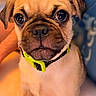 dog, puppy, pug, close_up, pet, animal, cute, collar, indoor, young, face, fur, whiskers, brown, black, eyes, nose, mouth, hand, blurred_background