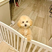 Bentley is registered to the contest to win money with this photo: animal, baby_gate, curious, dog, floor, fluffy, furniture, home, indoor, kitchen, light_color, looking, pet, pet_toy, puppy, small_dog, standing, tile_floor, water_bowl, white_gate