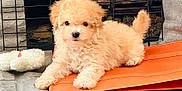 Bentley is registered to the contest to win money with this photo: adorable, animal, companion, cozy, cream_color, cute, dog, fluffy, fur, indoor, laying_down, metal_grid, orange_mat, pet, puppy, resting, small_dog, stone_wall, toy, young