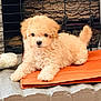 adorable, animal, companion, cozy, cream_color, cute, dog, fluffy, fur, indoor, laying_down, metal_grid, orange_mat, pet, puppy, resting, small_dog, stone_wall, toy, young