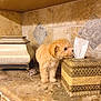 Bentley is registered to the contest to win money with this photo: animal, brown, close_up, counter, curious, cute, decorative_box, dog, fluffy, furniture, indoor, kitchen, marble_countertop, pet, puppy, small_dog, sniffing, tile_backsplash, tissue_box, young_dog