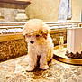 Bentley joined the competition — help win amazing prizes! animal, bathroom, candle, curious, cute, decor, dog, fluffy, fur, golden_tray, indoor, marble_countertop, mirror, perfume, pet, puppy, shy, sitting, small_dog, towel