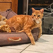 Phébus a rejoint le concours — aidez-le/la à gagner de superbes lots ! cat, orange_tabby, pet_bed, plush_toy, wooden_wall, tile_floor, indoor, relaxed, alert, curious, animal, feline, pet, cozy, resting, paw, whiskers, ears, fur, domestic