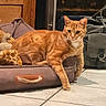 cat, orange_tabby, pet_bed, plush_toy, wooden_wall, tile_floor, indoor, relaxed, alert, curious, animal, feline, pet, cozy, resting, paw, whiskers, ears, fur, domestic