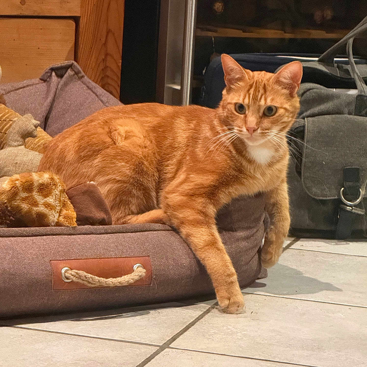 Phébus a rejoint le concours — aidez-le/la à gagner de superbes lots ! cat, orange_tabby, pet_bed, plush_toy, wooden_wall, tile_floor, indoor, relaxed, alert, curious, animal, feline, pet, cozy, resting, paw, whiskers, ears, fur, domestic