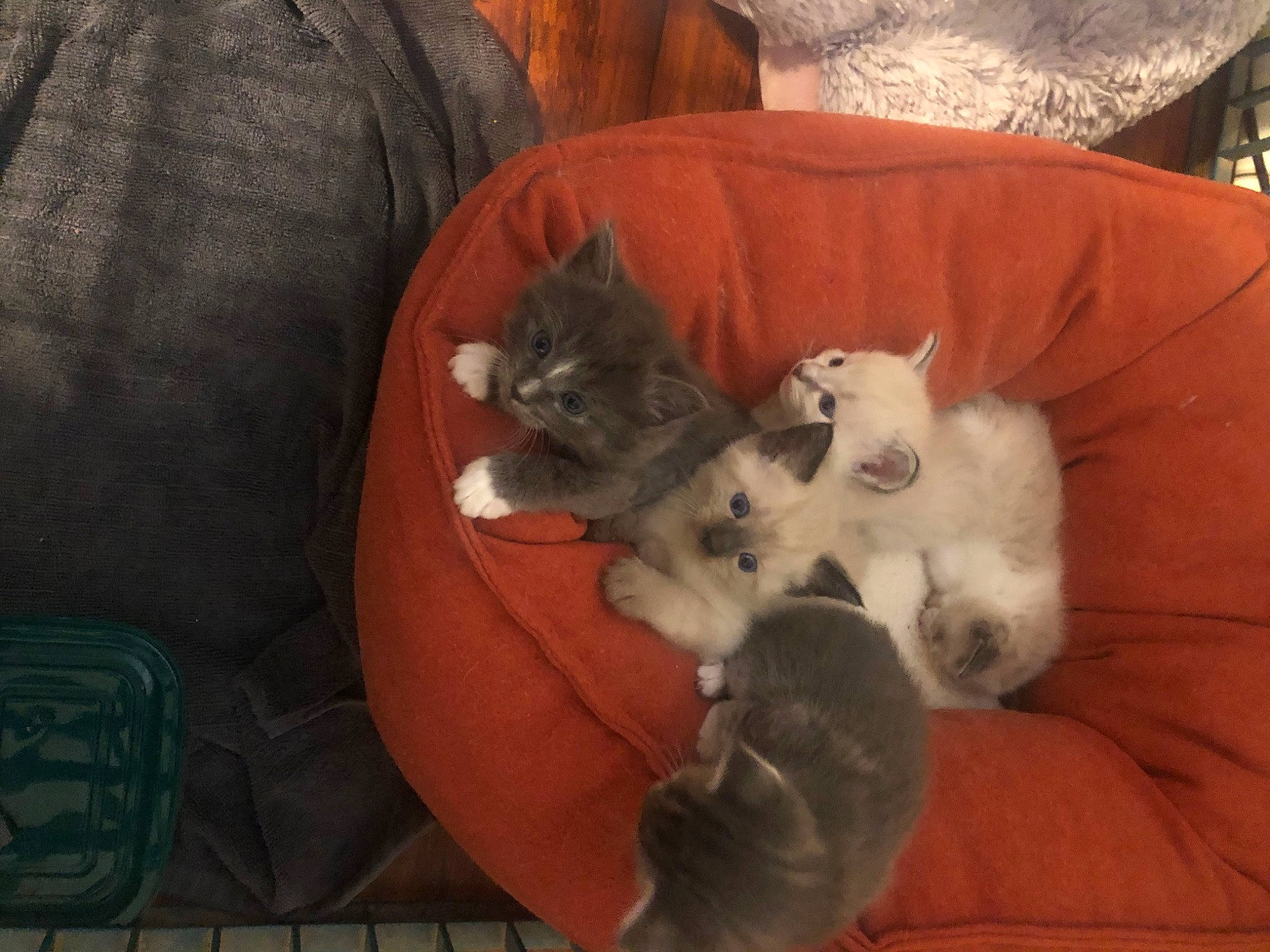 Guss is registered to the contest to win money with this photo: canidae, carnivore, cat, dog_breed, felidae, kitten, mammal, nap, puppy, small_to_medium_sized_cats, vertebrate