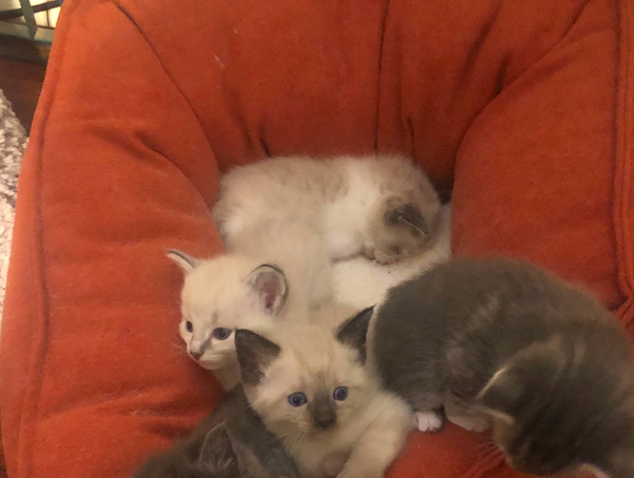 Guss joined the competition — help win amazing prizes! asian, balinese, birman, british_semi_longhair, burmilla, carnivore, cat, domestic_long_haired_cat, fawn, felidae, himalayan, kitten, mammal, ragamuffin, ragdoll, small_to_medium_sized_cats, thai, turkish_angora, vertebrate, whiskers