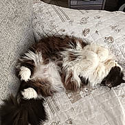 Coco a rejoint le concours — aidez-le/la à gagner de superbes lots ! cat, fluffy, lying_down, relaxed, quilt, bed, furniture, indoor, pet, animal, white, brown, black, paws, tail, cozy, fur, resting, cute, sleepy