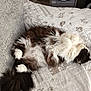 cat, fluffy, lying_down, relaxed, quilt, bed, furniture, indoor, pet, animal, white, brown, black, paws, tail, cozy, fur, resting, cute, sleepy