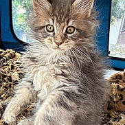 Akaska participe au concours pour gagner de l'argent avec cette photo : kitten, cat, pet, furry, long_hair, whiskers, green_eyes, ears, paws, blanket, leopard_print, indoor, portrait, closeup, adorable, fluffy, sitting, looking_at_camera, cozy, face