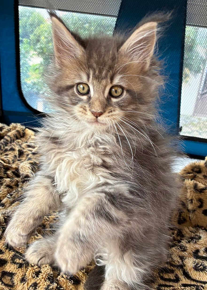 Akaska participe au concours pour gagner de l'argent avec cette photo : kitten, cat, pet, furry, long_hair, whiskers, green_eyes, ears, paws, blanket, leopard_print, indoor, portrait, closeup, adorable, fluffy, sitting, looking_at_camera, cozy, face