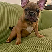 Loki is registered to the contest to win money with this photo: dog, puppy, french_bulldog, couch, green_couch, indoor, pet, animal, ears, cute, brown_dog, white_chest_marking, sitting, looking_at_camera, young_dog, domestic_animal, small_dog, canine, companion, furniture