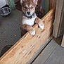Tokyo a rejoint le concours — aidez-le/la à gagner de superbes lots ! puppy, dog, blue_eye, wooden_barrier, indoor, tile_floor, doorway, metal_bowl, curious, three_puppies, peeking, brown_fur, white_paws, ears_up, young_dog, pet, animal, cute, waiting, playful