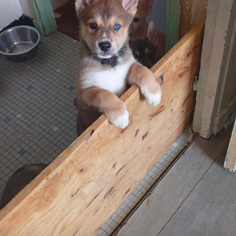 Tokyo a rejoint le concours — aidez-le/la à gagner de superbes lots ! animal, blue_eye, brown_fur, curious, cute, dog, doorway, ears_up, indoor, metal_bowl, peeking, pet, playful, puppy, three_puppies, tile_floor, waiting, white_paws, wooden_barrier, young_dog