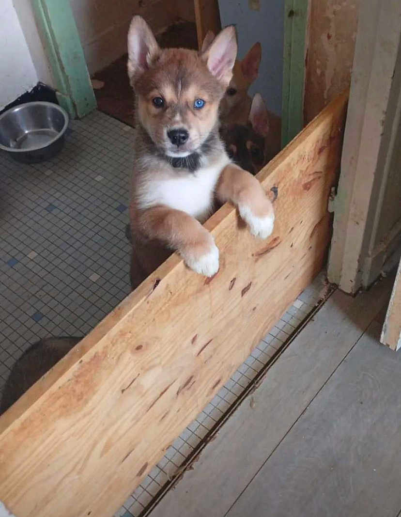 Tokyo a rejoint le concours — aidez-le/la à gagner de superbes lots ! puppy, dog, blue_eye, wooden_barrier, indoor, tile_floor, doorway, metal_bowl, curious, three_puppies, peeking, brown_fur, white_paws, ears_up, young_dog, pet, animal, cute, waiting, playful