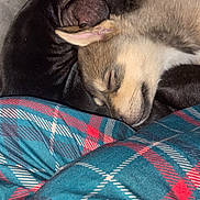Tokyo participe au concours pour gagner de l'argent avec cette photo : puppy, dog, sleeping, cozy, blanket, plaid, pattern, fur, pet, cute, snuggle, rest, animal, domestic_animal, companion, indoor, soft, closeup, peaceful, relaxation