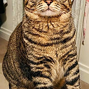 Mila is registered to the contest to win money with this photo: cat, tabby, pet, animal, indoor, feline, striped_fur, whiskers, ears, eyes, nose, paws, fur, sitting, closeup, household, furniture, blanket, curtain, portrait
