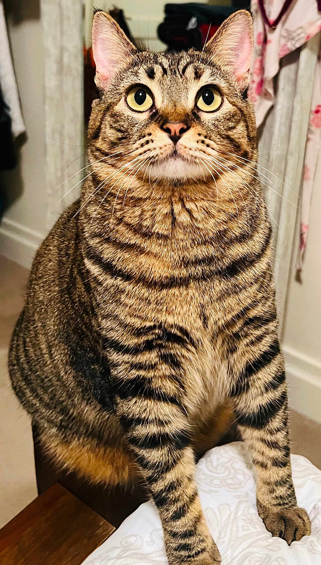 Mila is registered to the contest to win money with this photo: cat, tabby, pet, animal, indoor, feline, striped_fur, whiskers, ears, eyes, nose, paws, fur, sitting, closeup, household, furniture, blanket, curtain, portrait
