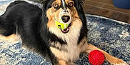 Zuri joined the competition — help win amazing prizes! dog, indoor, toy, tennis_ball, red_ball, carpet, floor, black_fur, brown_fur, white_fur, pet, animal, laying_down, ears_up, looking_at_camera, home, decor, furniture, playful, cute