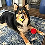 dog, indoor, toy, tennis_ball, red_ball, carpet, floor, black_fur, brown_fur, white_fur, pet, animal, laying_down, ears_up, looking_at_camera, home, decor, furniture, playful, cute