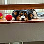 Zuri joined the competition — help win amazing prizes! dog, toy, red_ball, indoor, floor, wooden_railing, window, pet, animal, lying_down, curious, furniture, home, relaxed, ears, face, brown, black, white, light