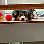 Zuri is registered to the contest to win money with this photo: dog, pet, indoor, wooden_floor, red_ball, resting, window, blinds, fur, animal, cute, relaxed, looking, home, cozy, step, lying_down, ears, nose, floor