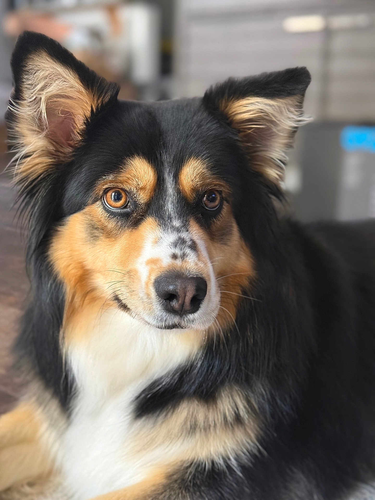 Zuri