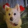 animal, canine, chihuahua, cockerspaniel, dog, eskimodog, papillon, pet, puppy, whitedog