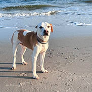 Hunter is registered to the contest to win money with this photo: attentive, beach, coastline, collar, dog, horizon, mammal, ocean, outdoors, paw_prints, paws, pet, portrait, sand, shore, standing, sunlight, water, waves, wet_sand