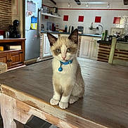 Gaby participe au concours pour gagner de l'argent avec cette photo : animal, bell, blue_collar, cabinet, cat, curious, cute, domestic, ears, eyes, feline, floor, fur, indoor, kitchen, kitten, pet, table, wooden_table, young
