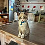 animal, bell, blue_collar, cabinet, cat, curious, cute, domestic, ears, eyes, feline, floor, fur, indoor, kitchen, kitten, pet, table, wooden_table, young
