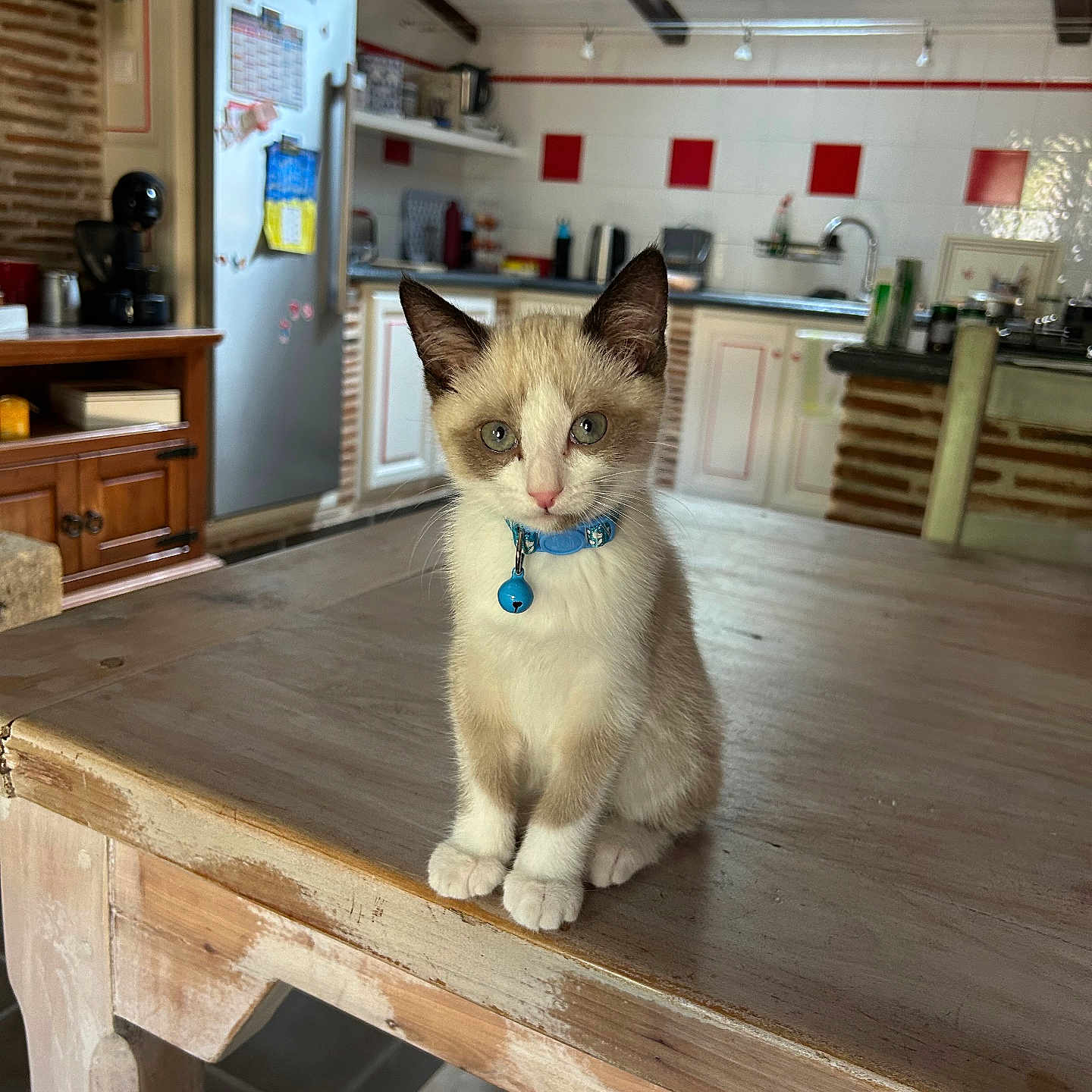 Gaby participe au concours pour gagner de l'argent avec cette photo : animal, bell, blue_collar, cabinet, cat, curious, cute, domestic, ears, eyes, feline, floor, fur, indoor, kitchen, kitten, pet, table, wooden_table, young