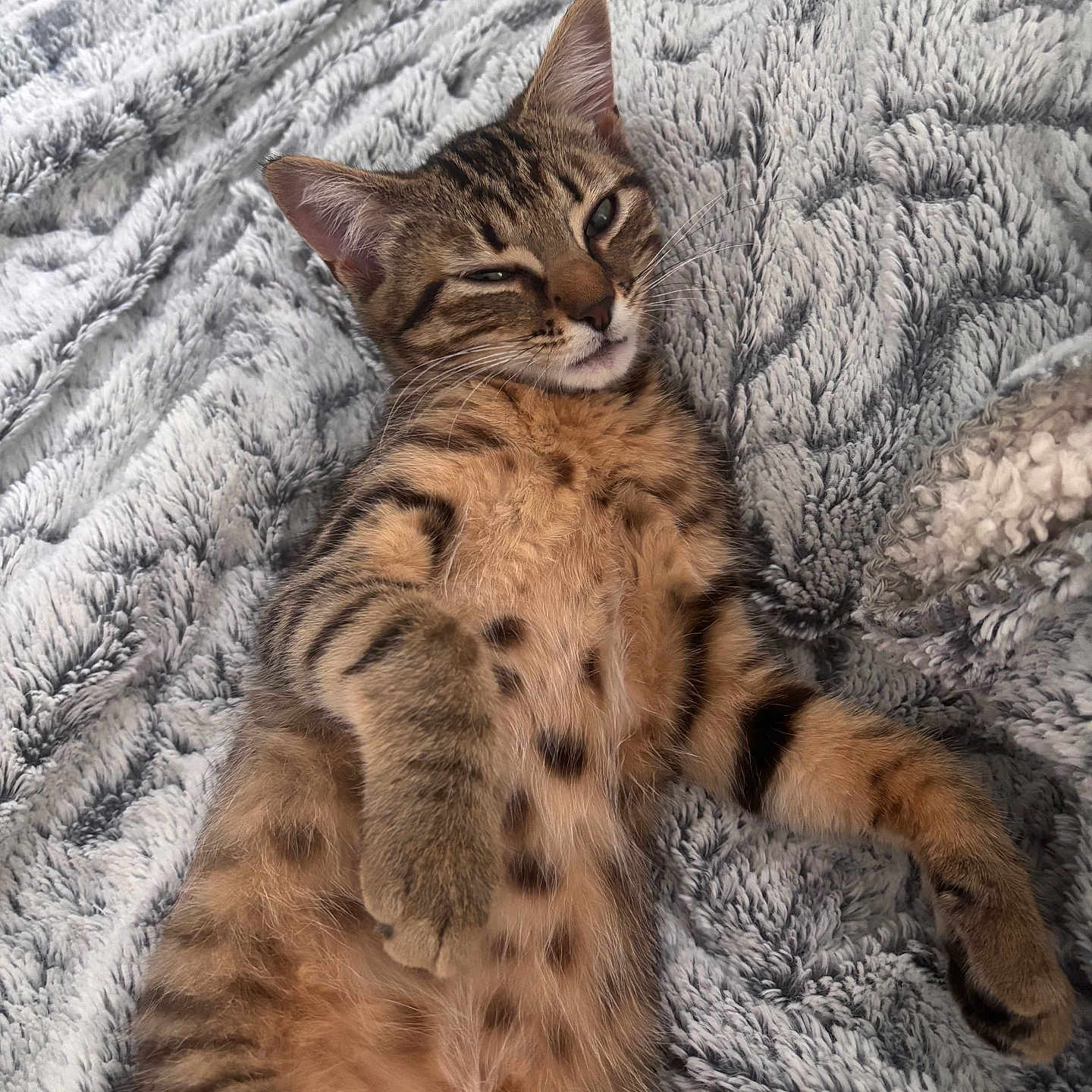 Kiara a rejoint le concours — aidez-le/la à gagner de superbes lots ! cat, kitten, tabby, feline, pet, animal, sleepy, relaxed, fluffy, blanket, fur, indoor, cute, whiskers, paw, striped, resting, cozy, soft, lying_down