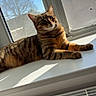 Kiara participe au concours pour gagner de l'argent avec cette photo : cat, tabby_cat, windowsill, sunlight, indoor, window, pet, feline, animal, resting, shadow, daylight, domestic_cat, striped, mammal, relaxing, house, window_screen, cozy, quiet