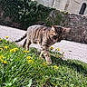 Kiara a rejoint le concours — aidez-le/la à gagner de superbes lots ! cat, tabby, grass, dandelion, flower, outdoor, sunny, stone_wall, ivy, building, curious, animal, pet, nature, walking, daylight, greenery, background, mammal, closeup