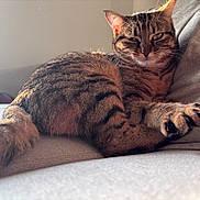 Kiara a rejoint le concours — aidez-le/la à gagner de superbes lots ! cat, tabby, feline, pet, animal, couch, furniture, indoor, relaxed, sunlight, striped_fur, paw, tail, game_controller, leisure, cozy, resting, soft_texture, closeup, household