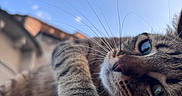 Kiara participe au concours pour gagner de l'argent avec cette photo : cat, tabby_cat, close_up, outdoor, sky, clouds, stone, paw, whiskers, green_eyes, animal, relaxed, feline, curious, building, nature, daylight, portrait, mammal, pet