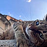 cat, tabby_cat, close_up, outdoor, sky, clouds, stone, paw, whiskers, green_eyes, animal, relaxed, feline, curious, building, nature, daylight, portrait, mammal, pet