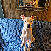 Buddy joined the competition — help win amazing prizes! animal, blue_couch_cover, blue_eye, couch, cozy, dog, ears_up, heterochromia, home_interior, indoor, looking_at_camera, mirror, person_reflection, pet, photography, portrait, sitting, vintage, white_dog, wooden_wall