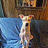 animal, blue_couch_cover, blue_eye, couch, cozy, dog, ears_up, heterochromia, home_interior, indoor, looking_at_camera, mirror, person_reflection, pet, photography, portrait, sitting, vintage, white_dog, wooden_wall