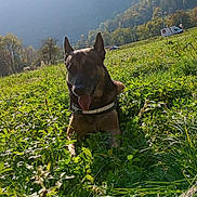 Flash participe au concours pour gagner de l'argent avec cette photo : animal, canine, collar, daytime, dog, field, german_shepherd, grass, greenery, happy, lying_down, mountain, nature, outdoor, pet, rural, sky, sunlight, tongue_out, trees