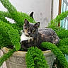 cat, tortoiseshell_cat, animal, pet, feline, face, eyes, ears, whiskers, fur, black_fur, orange_fur, white_fur, plant, greenery, potted_plant, planter, garden, outdoor, portrait