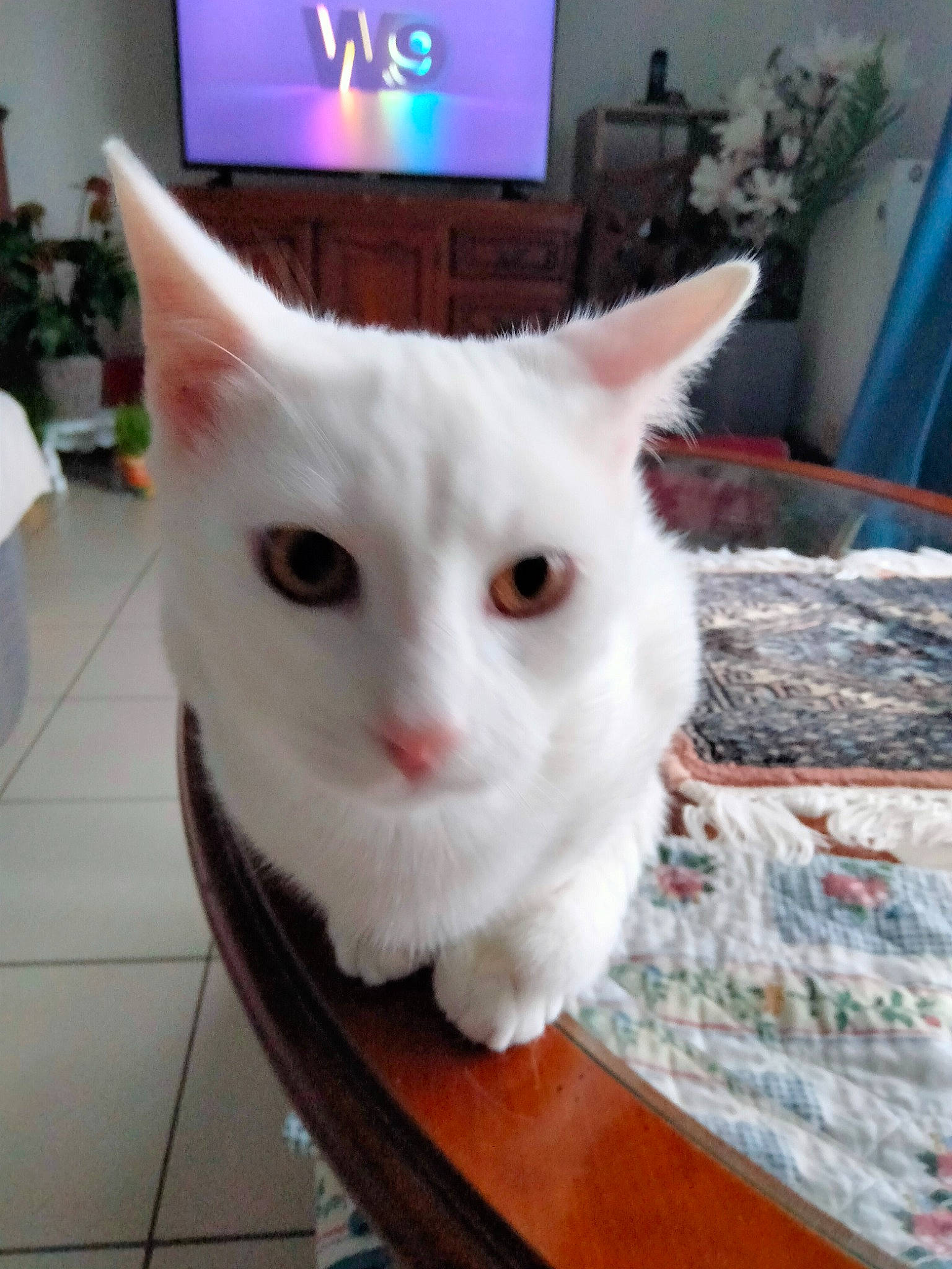 Bounty participe au concours pour gagner de l'argent avec cette photo : cable_television, carnivore, cat, domestic_short_haired_cat, eye, felidae, flooring, fur, hardwood, houseplant, led_backlit_lcd_display, pet_supply, picture_frame, plant, small_to_medium_sized_cats, snout, tail, television, whiskers, wood