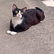 Chausette participe au concours pour gagner de l'argent avec cette photo : cat, tuxedo_cat, black_and_white, feline, green_eyes, white_paws, whiskers, pink_nose, sitting, lying_down, alert, pet, animal, fur, tail, outdoor, tabletop, textured_surface, car, patio_furniture
