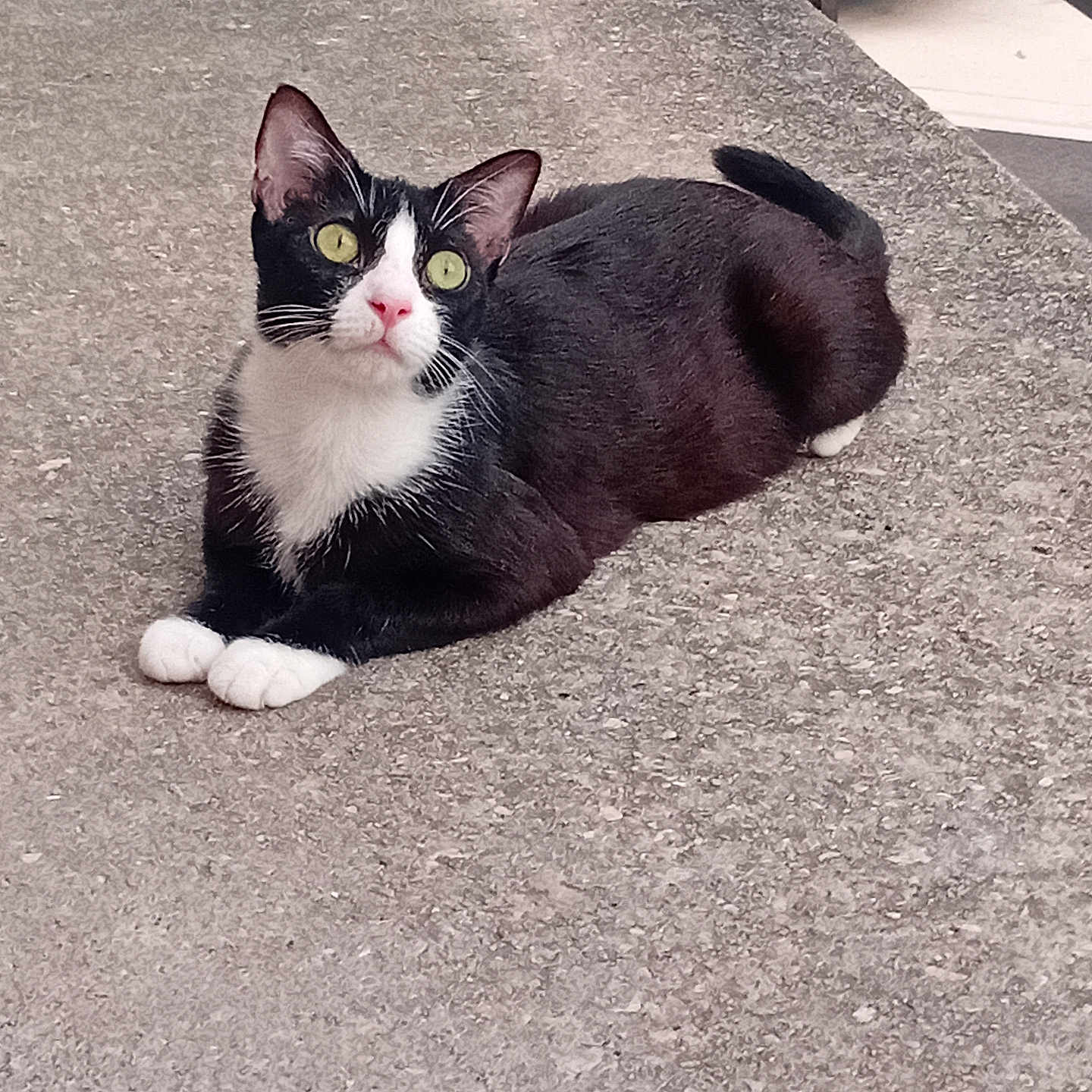 Chausette participe au concours pour gagner de l'argent avec cette photo : cat, tuxedo_cat, black_and_white, feline, green_eyes, white_paws, whiskers, pink_nose, sitting, lying_down, alert, pet, animal, fur, tail, outdoor, tabletop, textured_surface, car, patio_furniture