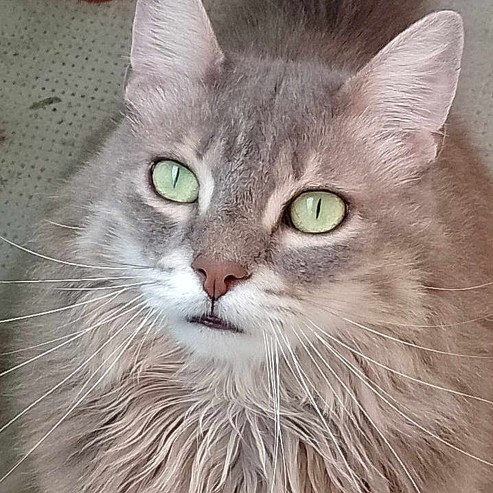 Groschat a rejoint le concours — aidez-le/la à gagner de superbes lots ! alert, animal, cat, close_up, curious, ears, face, feline, fluffy, fur, gray, green_eyes, indoor, long_whiskers, muzzle, nose, pet, portrait, soft_texture, whiskers