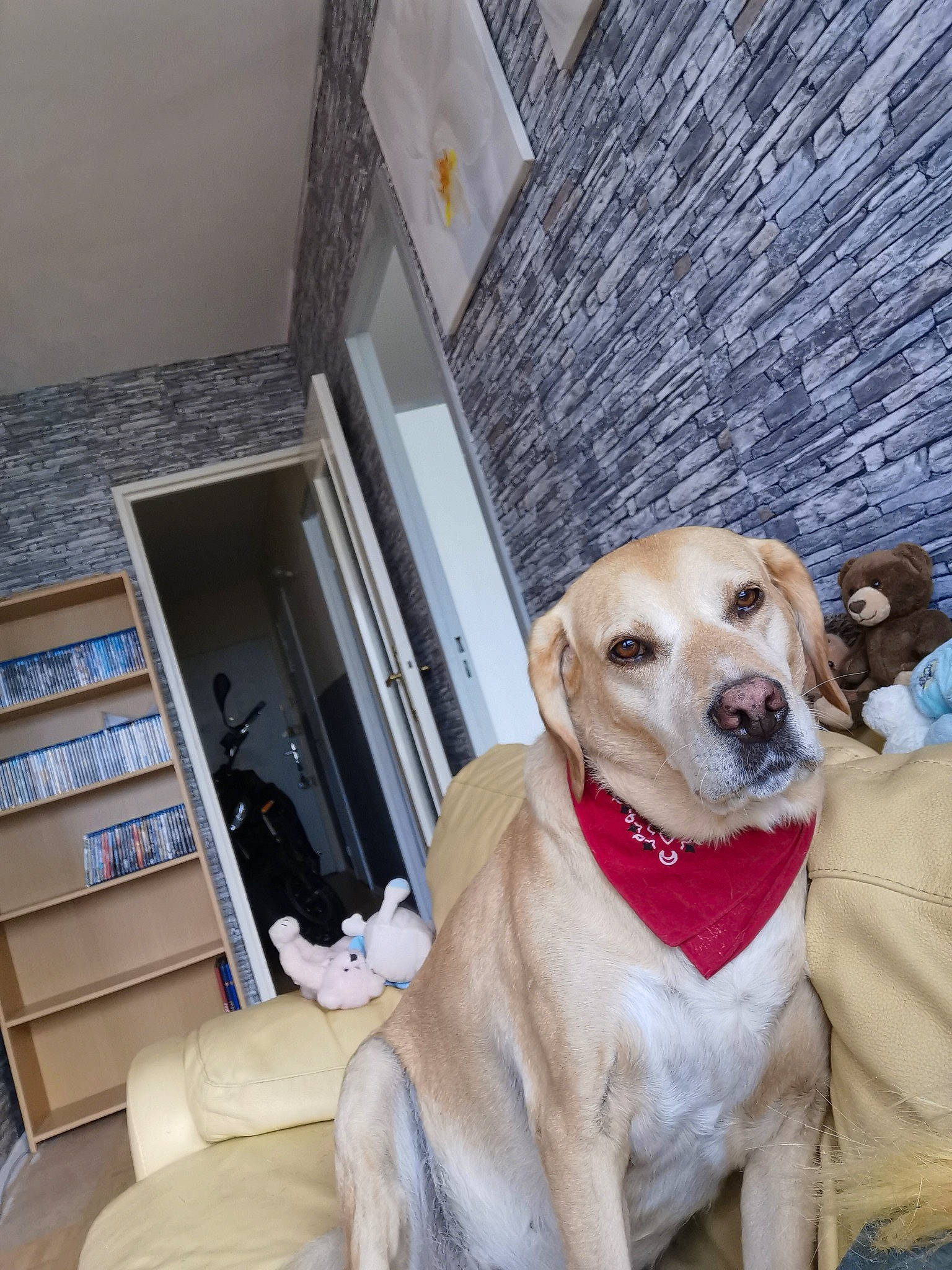 Bella participe au concours pour gagner de l'argent avec cette photo : canidae, carnivore, companion_dog, dog, dog_breed, fawn, labrador_retriever, mammal, potcake_dog, retriever, snout, sporting_group