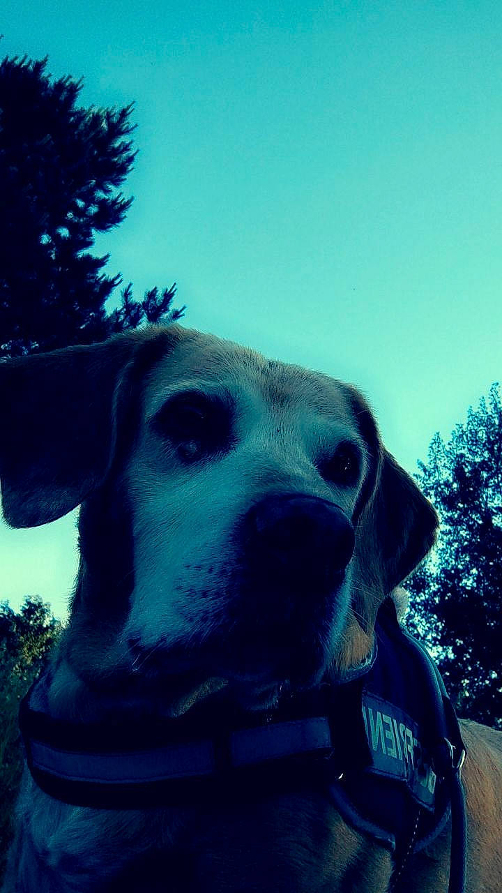 Bella a rejoint le concours — aidez-le/la à gagner de superbes lots ! blue, carnivore, cloud, collar, companion_dog, dog, dog_breed, dog_collar, fawn, grass, great_dane, mountainous_landforms, pet_supply, plant, sky, snout, sporting_group, tree, whiskers, working_animal